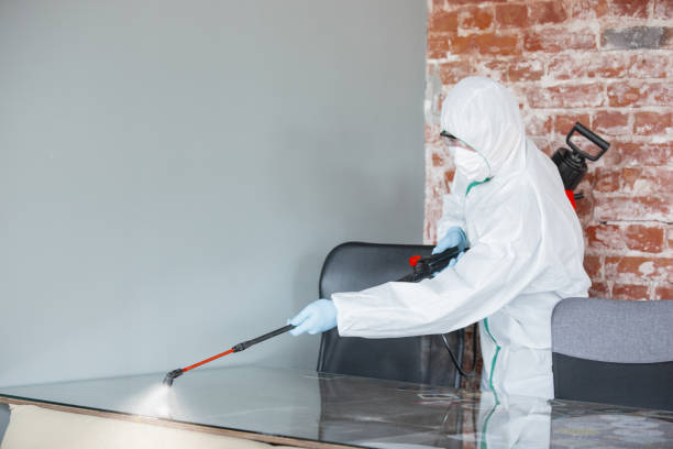 Best Mold Damage Restoration  in Shasta Lake, CA